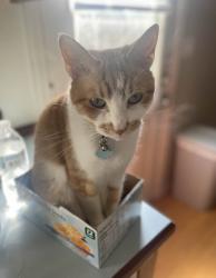 Lost Male Cat last seen S Maple and Florida St, Nampa, ID 83686