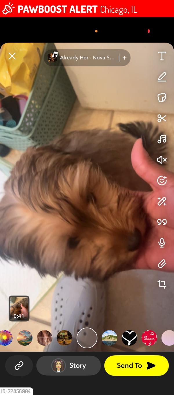 Lost Female Dog last seen Near jeffery, Chicago, IL 60617