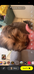 Lost Female Dog last seen Near jeffery, Chicago, IL 60617