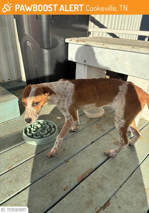 Found/Stray Unknown Dog last seen Found in backyard near cookeville/rickman area, Cookeville, TN 38506