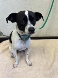 Shelter Stray Male Dog last seen Near BLOCK W AUDUBON DR, FRESNO CA 93711 6095, 5277 E Airways Blvd, Fresno, CA 93727, USA