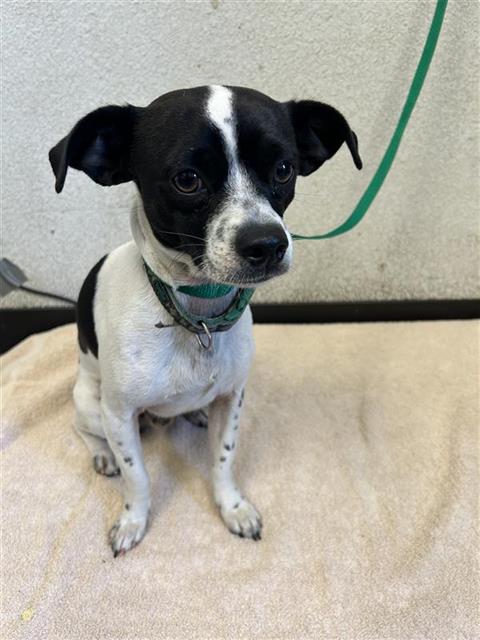 Shelter Stray Male Dog last seen Near BLOCK W AUDUBON DR, FRESNO CA 93711 6095, 5277 E Airways Blvd, Fresno, CA 93727, USA