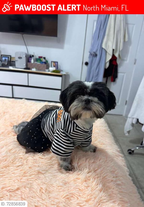 Lost Female Dog last seen Near av , North Miami, FL 33167