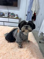 Lost Female Dog last seen Near av , North Miami, FL 33167