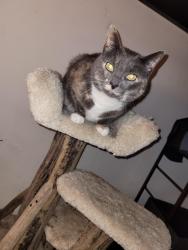 Reunited Female Cat last seen 53rd St. and Seahurst Ave SW, Everett, WA 98203