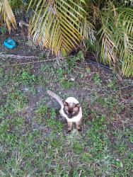 Found/Stray Male Cat last seen 151street 5th ave, Biscayne Gardens, FL 33168