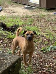 Found/Stray Male Dog last seen Winodee and Olive Rd, Pensacola, FL 32514