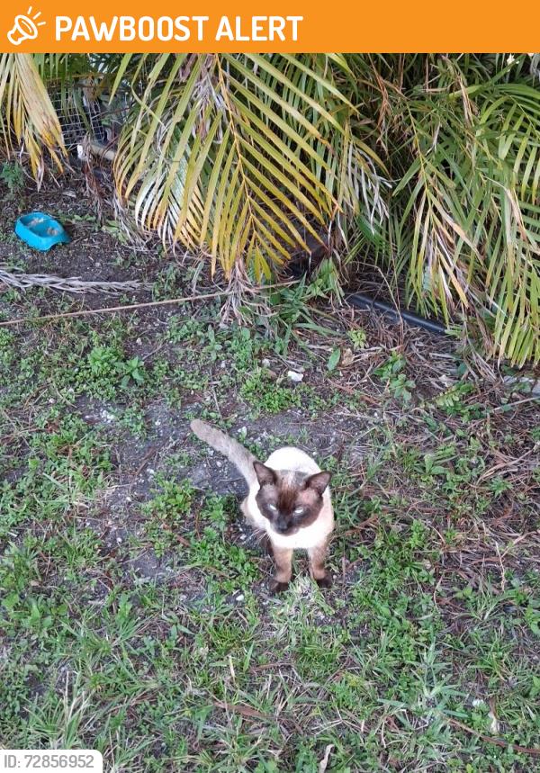 Found/Stray Male Cat last seen 151street 5th ave, Biscayne Gardens, FL 33168