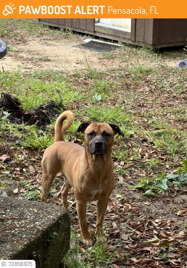 Found/Stray Male Dog last seen Winodee and Olive Rd, Pensacola, FL 32514