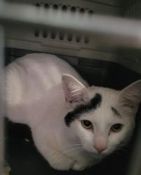 Found/Stray Male Cat last seen Building 11 Fairways apmts , Tacoma, WA 98422