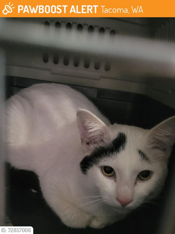Found/Stray Male Cat last seen Building 11 Fairways apmts , Tacoma, WA 98422