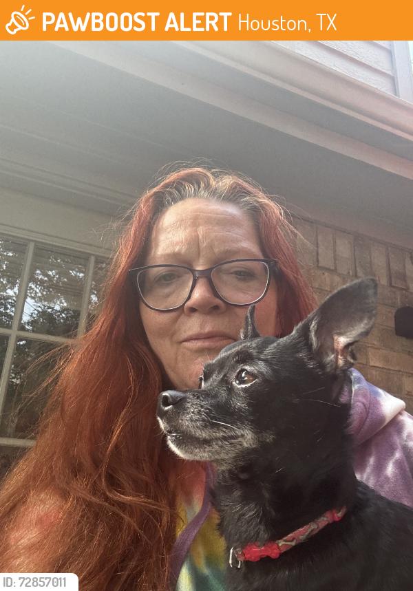 Found/Stray Male Dog last seen El camino, Houston, TX 77062