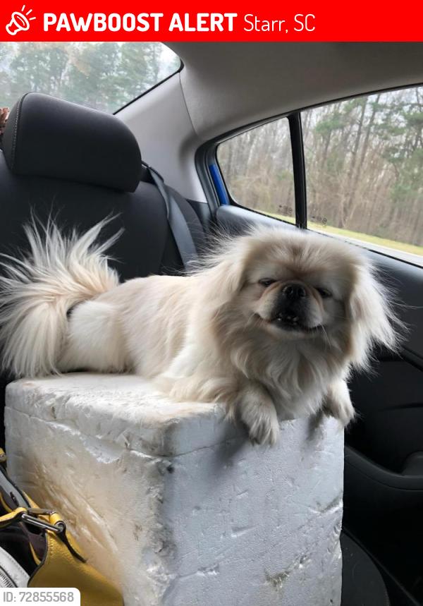 Lost Female Dog last seen 1st avenue, Starr, SC 29684