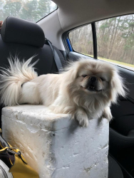 Lost Female Dog last seen 1st avenue, Starr, SC 29684