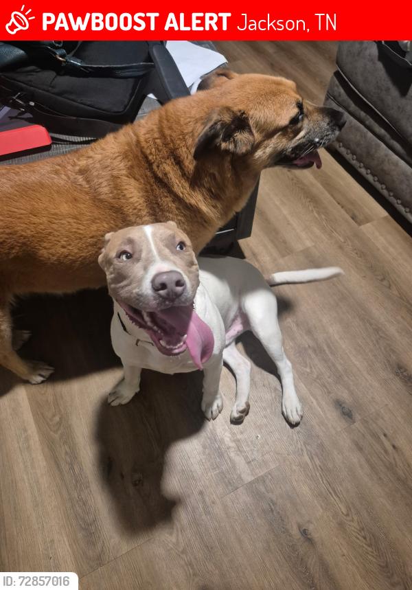 Lost Unknown Dog last seen Wiley Parker and Wallace , Jackson, TN 38305