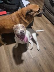 Lost Unknown Dog last seen Wiley Parker and Wallace , Jackson, TN 38305