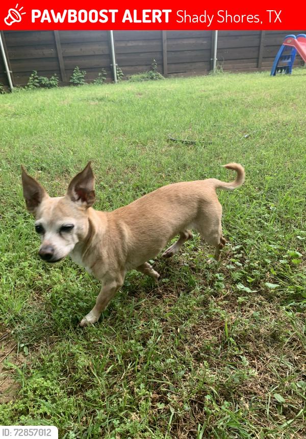 Lost Unknown Dog last seen Cove Dr & Brown Terrace, Shady Shores, TX 76208
