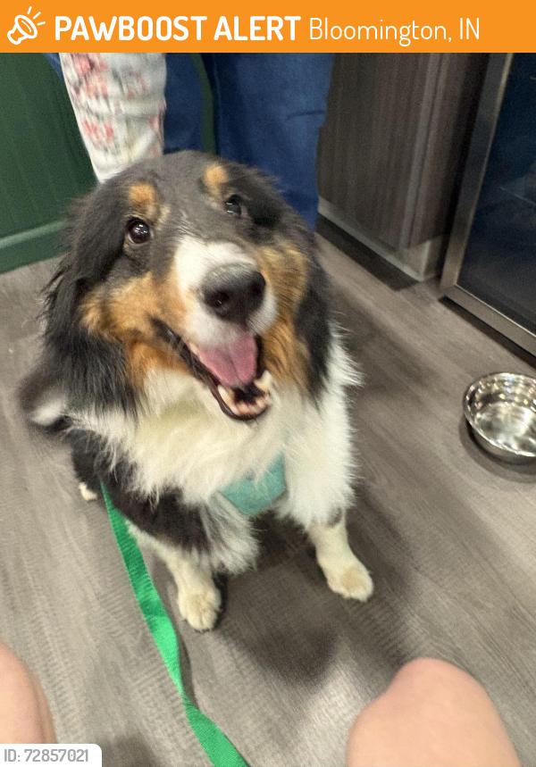 Found/Stray Female Dog last seen Roger Family Park, Bloomington, IN 47401