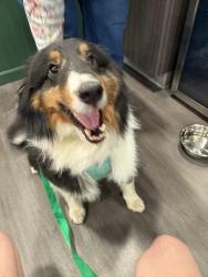 Found/Stray Female Dog last seen Roger Family Park, Bloomington, IN 47401