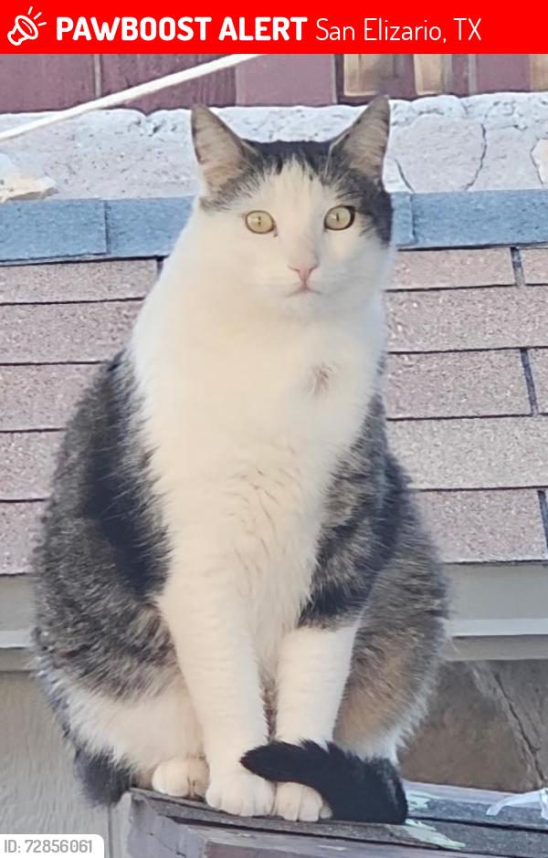 Lost Male Cat last seen Oscar Chacon San Elizario TX, San Elizario, TX 79849