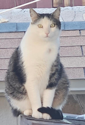 Lost Male Cat last seen Oscar Chacon San Elizario TX, San Elizario, TX 79849