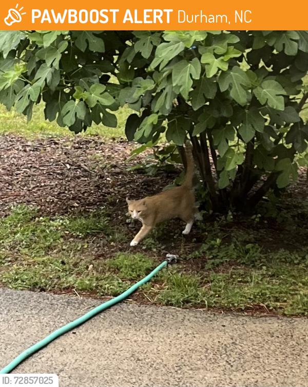 Found/Stray Unknown Cat last seen Cheviot and Dixon, Durham, NC 27707