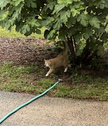 Found/Stray Unknown Cat last seen Cheviot and Dixon, Durham, NC 27707