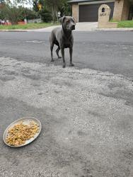 Found/Stray Female Dog last seen Danny Kaye and Rue Burgundy, San Antonio, TX 78240