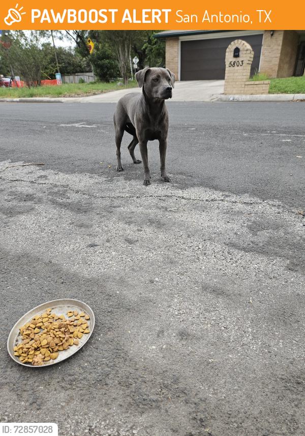 Found/Stray Female Dog last seen Danny Kaye and Rue Burgundy, San Antonio, TX 78240