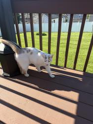 Found/Stray Unknown Cat last seen Jack Street & N Westmoreland Ave near the state police love barracks, Greensburg, PA 15601