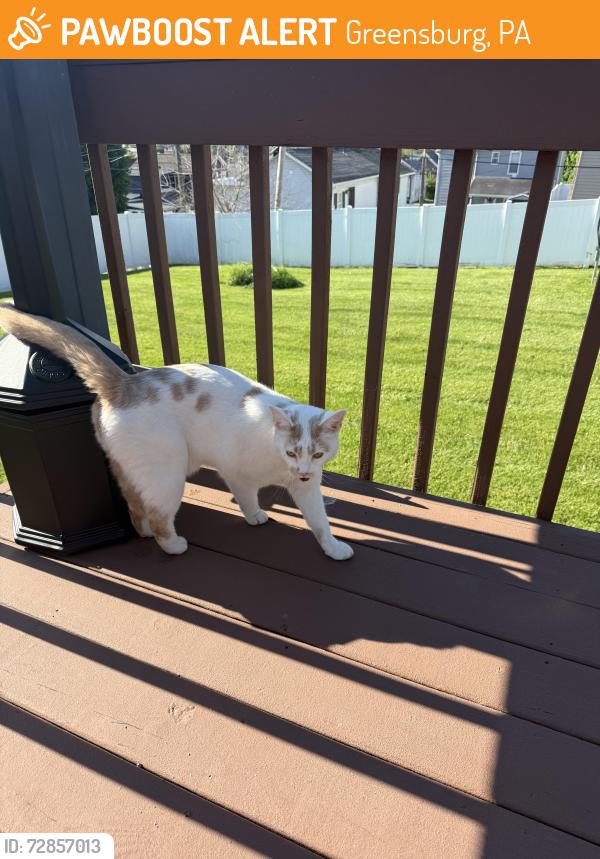 Found/Stray Unknown Cat last seen Jack Street & N Westmoreland Ave near the state police love barracks, Greensburg, PA 15601
