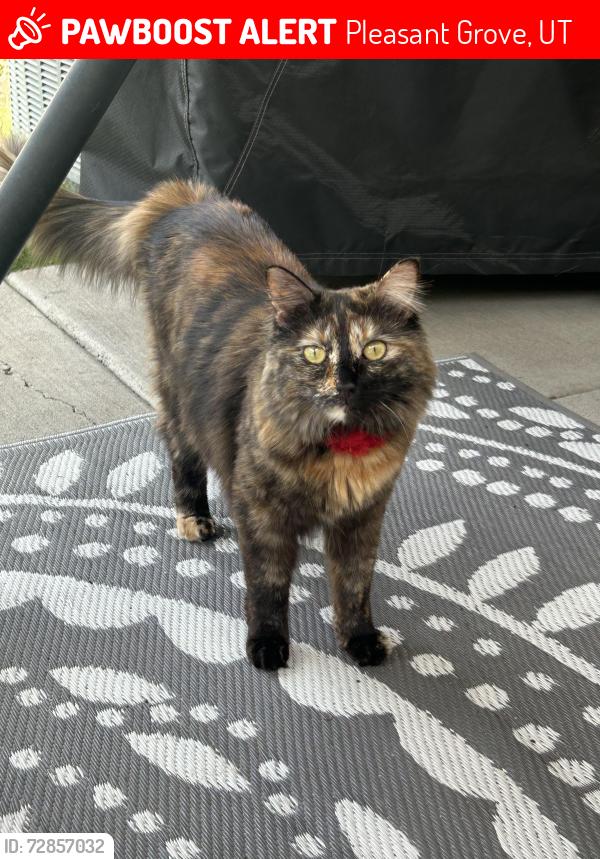 Lost Female Cat last seen In Gateway Village near doTERRA, Pleasant Grove, UT 84062