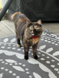 Lost Female Cat last seen In Gateway Village near doTERRA, Pleasant Grove, UT 84062