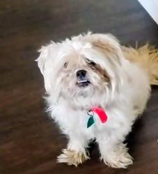 Lost Female Dog last seen Lakemead parkway and fullerton , Henderson, NV 89015