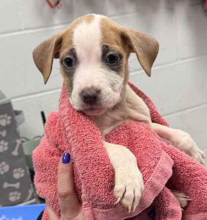 Shelter Stray Female Dog last seen W 94th Ct & W Bannister Rd, 64114, 64114, MO, Kansas City, MO 64132