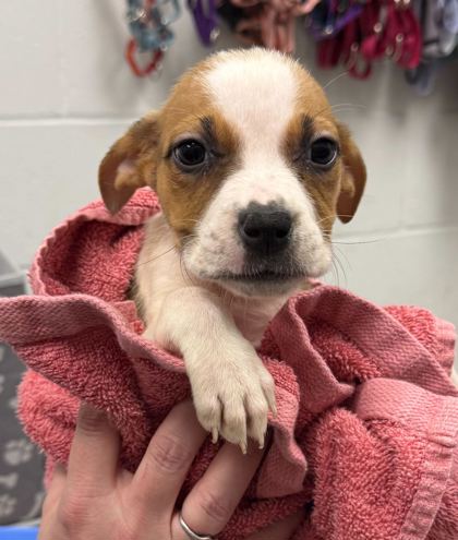 Shelter Stray Female Dog last seen W 94th Ct & W Bannister Rd, 64114, 64114, MO, Kansas City, MO 64132