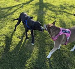 Shelter Stray Female Dog last seen El Paso, TX 79915, Fort Bliss, TX 79906