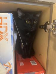 Lost Male Cat last seen On Alta in the canyons in Summerland, Las Vegas, NV 89145