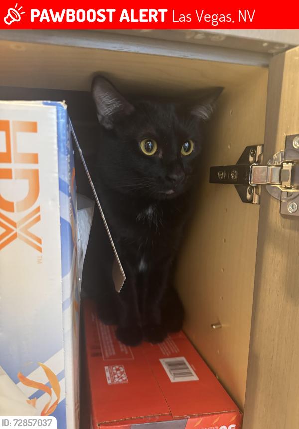 Lost Male Cat last seen On Alta in the canyons in Summerland, Las Vegas, NV 89145