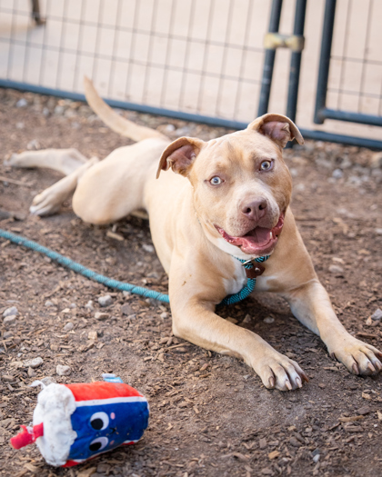 Shelter Stray Female Dog last seen Near Wild cir. Clarkston GA, 30021, GA, Atlanta, GA 30341