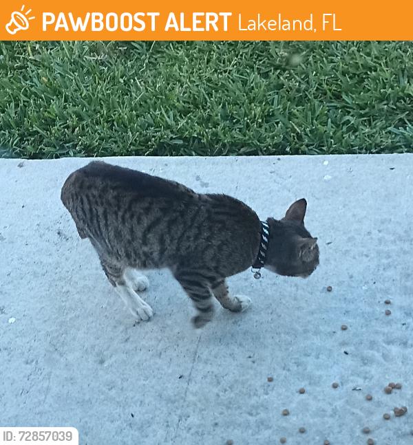 Found/Stray Unknown Cat last seen Cypress Pointe housing subdivision off Memorial in Lakeland, Lakeland, FL 33801