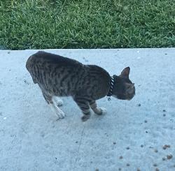Found/Stray Unknown Cat last seen Cypress Pointe housing subdivision off Memorial in Lakeland, Lakeland, FL 33801