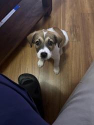 Found/Stray Female Dog last seen Taverns crossing ln, Houston, TX 77084