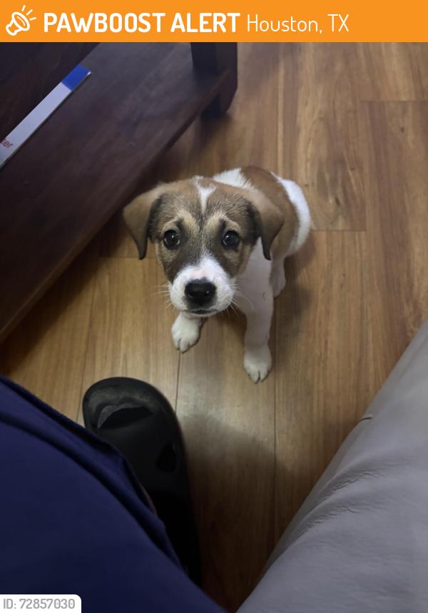 Found/Stray Female Dog last seen Taverns crossing ln, Houston, TX 77084