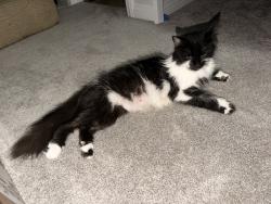 Found/Stray Female Cat last seen Yorba Linda, Yorba Linda, CA 92886