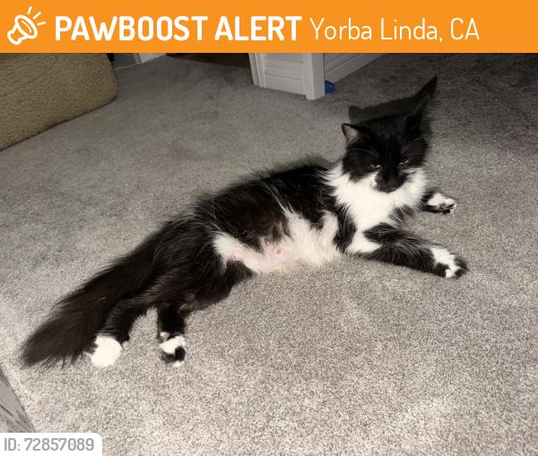 Found/Stray Female Cat last seen Yorba Linda, Yorba Linda, CA 92886