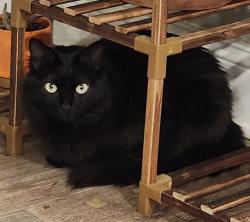 Lost Female Cat last seen Ben Hur and Burbank, Baton Rouge, LA 70820