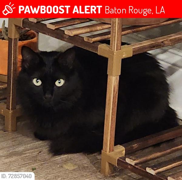Lost Female Cat last seen Ben Hur and Burbank, Baton Rouge, LA 70820