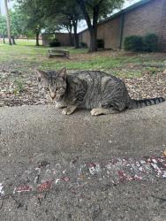 Found/Stray Male Cat last seen Trinity mills and midway, Carrollton, TX 75287