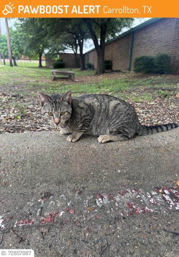 Found/Stray Male Cat last seen Trinity mills and midway, Carrollton, TX 75287